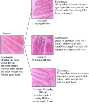 Gambar 9. Perbandingan struktur histologis epitel mukosa duodenummencit antar kelompok perlakuan