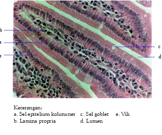 Gambar 2. Struktur Histologis Epitel Mukosa Duodenum Mencitpada Kontrol Diamati Menggunakan Mikroskop Cahaya pada Hari Ke-2