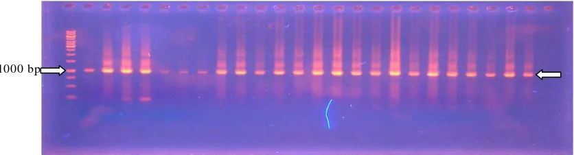 Gambar 6. Hasil amplifikasi dengan PCR dari semua perlakuan 