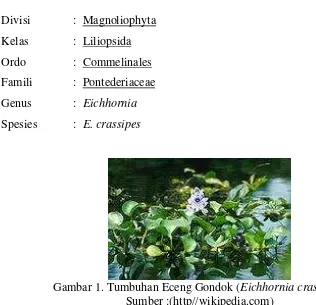 Gambar 1. Tumbuhan Eceng Gondok ( Eichhornia crassipes) 
