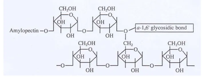 Gambar 2. Struktur amilopektin (Cornell, 2004) 