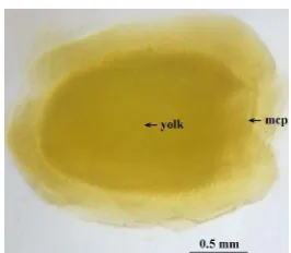 Figure 2  A. atlas having copulation.   Female         
