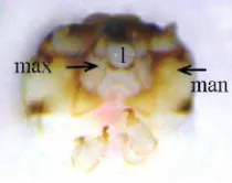 Figure 6  Cephal section of A. atlas embryo.  
