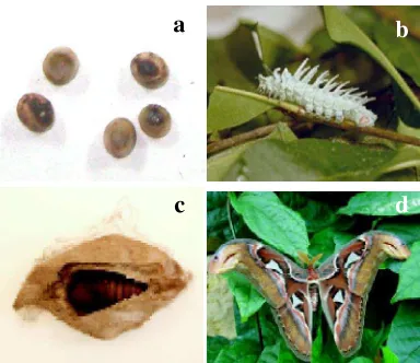 Figure 1  The developmental stage of A. atlas. Egg (embryo) (a); larva (b); Pupae (c); imago (adult) (d)