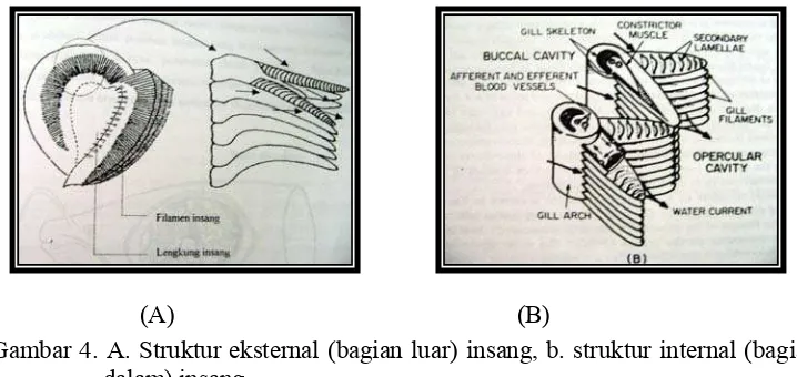 Gambar 4. A. Struktur eksternal (bagian luar) insang, b. struktur internal (bagian 