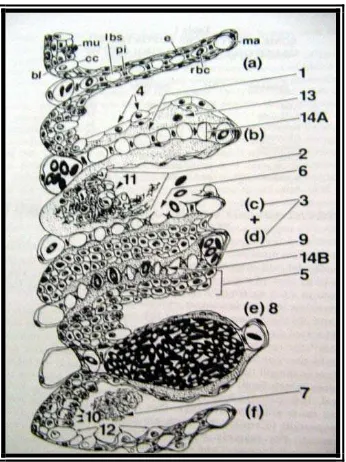 Gambar 5. Insang yang terkena polutan. (a-f) lamella, (1) epithelial lifting (2) nekrosis (3) lamella fusion (4) hypertrophy (5) hyperplasia (6) epithelial rupture (7) mucus secresion (8) lamella anuerism (9) vascular congestion (10) mucus cell proliferati