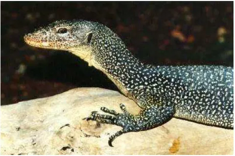 Gambar 2.8 Biawak 