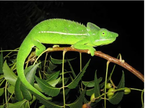 Gambar 2.9 Bunglon Chameleon 