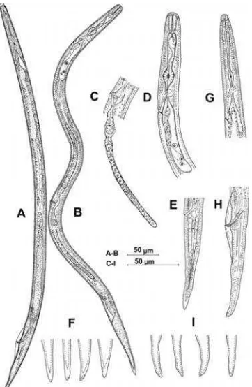 Gambar 2. Radopholus sp. Betina , B-F. B: Seluruh tubuh; C: Bagian belakangcabang saluran reproduksi; D: Daerah depan termasuk faring; E: Ekor;F: Variasi ekor tip morfologi - Pria, A