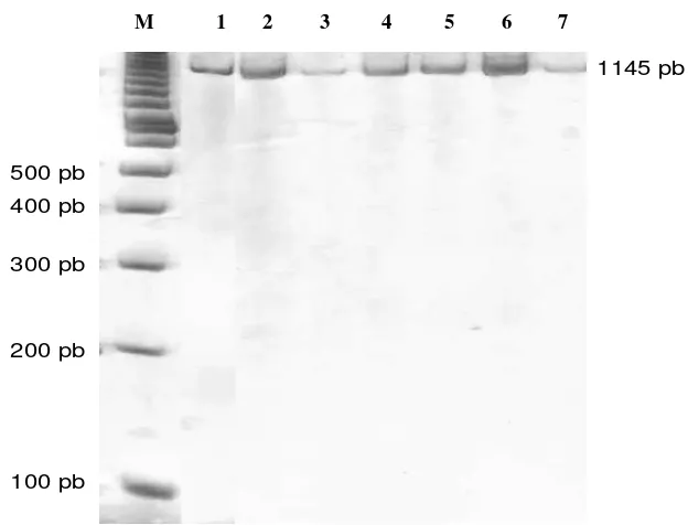 Gambar 2. Hasil Amplifikasi Daerah Pengendali mtDNA (Kolom M= Marker (Penanda) 100 pb, Kolom 1-7= Pasangan Primer AF22 dan AF23 