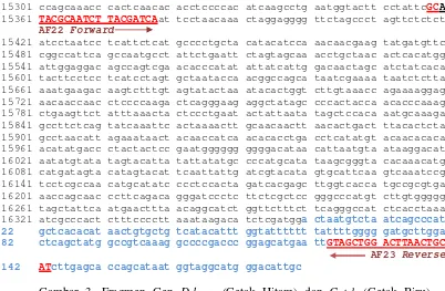 Gambar 3. Fragmen Gen D-loop (Cetak Hitam) dan Cyt-b (Cetak Biru) Didasarkan pada Sekuens Gen mtDNA di GenBank (No Akses Genbank AY702618) Hasil Amplifikasi PCR dengan Menggunakan Pasangan Primer AF22_23 (Cetak Merah)