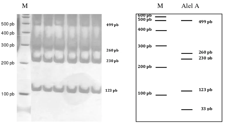 Gambar 8.  Pola Migrasi PCR-RFLP Menggunakan Enzim Hinf1. A= 700, 382 dan 63 pb, B= 700, 233,149 dan 63 pb