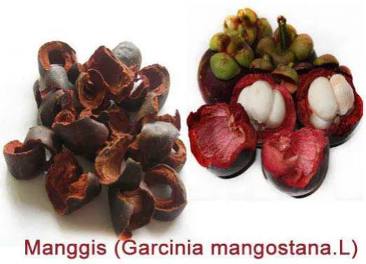 Gambar 2.1.  Garcinia Mangostana L (Budidaya pertanian, 2010). 