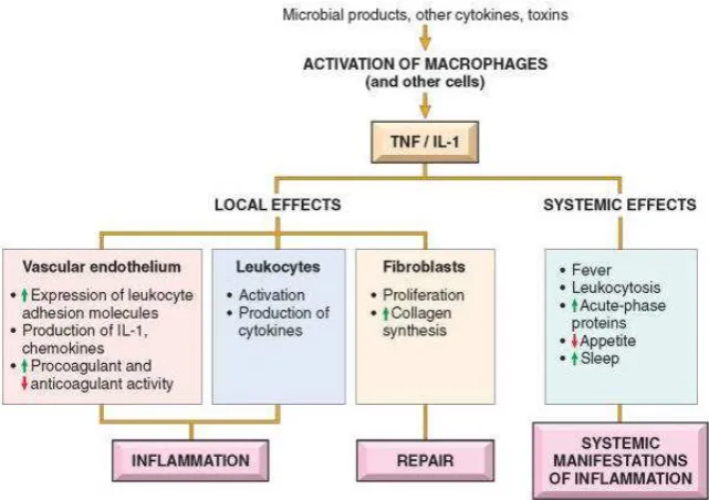 Gambar 2.9 Peran Tumor Nekrotik Factor (TNF) dan Interleukin-1 (IL-1) pada efek lokal dan efek sistemik (Robin et al., 2010) 