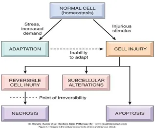 Gambar 2.10 Skema gambaran sel normal (Robbins et al., 2007).  
