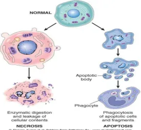 Gambar 2.11 Sel nekrosis dan apoptosis (Robbins et al., 2007). 