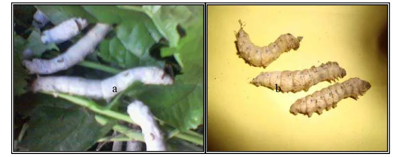 Gambar 6  Larva instar besar yang sehat (a) dan larva instar besar yang mati 