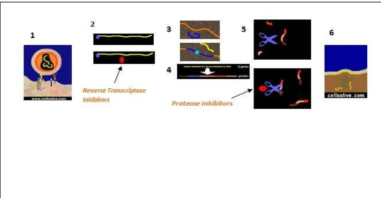 Gambar 3 Peran terapi Protease Inhibitor pada virus HIV (www.cellsalive.com)  