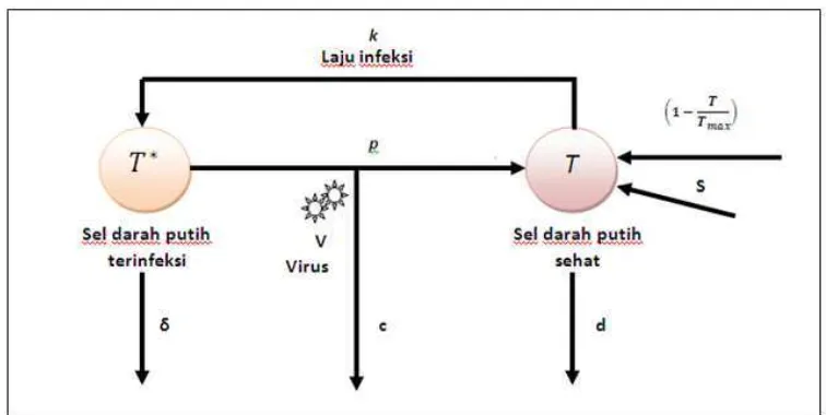 Gambar 2  Diagram alur infeksi virus HIV dalam darah  