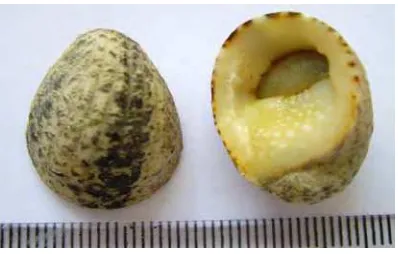 Gambar 1  Kablang (Nerita albicilla). 