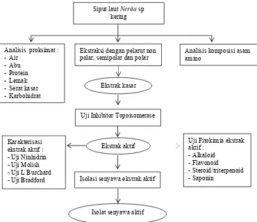 Gambar 8 Diagram alir penelitian komposisi kimia dan aktivitas inhibitor topoisomerase I dari Kablang (Nerita albicilla) 