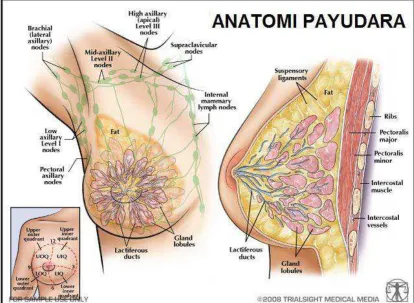 Gambar 2.5. Anatomi Payudara  
