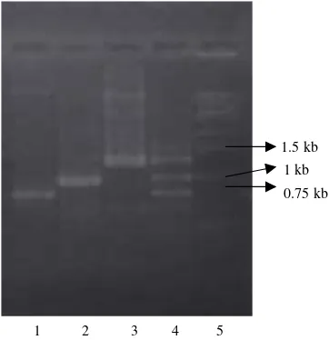 Gambar 3. Hasil amplifikasi plasmid rekombinan dengan menggunakanprimer AmyF dan AmyR: 1