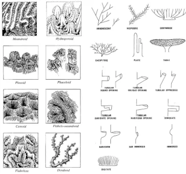 Gambar 3. Bentuk koralit pada koloni karang dan bentuk percabangan koloni  dan radial koralit dari marga Acropora 