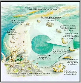 Gambar 4. Siklus reproduksi karang secara umum, (Heward et. al., 1996) 