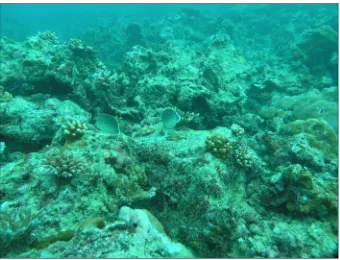 Gambar 17. Pertumbuhan karang anakan pada substrat yang keras di  Pantai Utara             Pulau Nias 