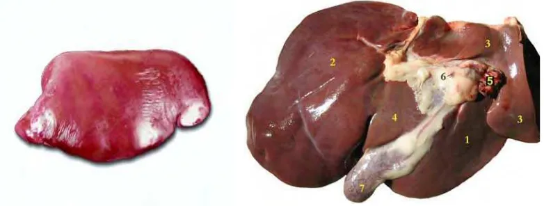 Gambar 1  Hati sapi; (1) lobus kanan, (2) lobus kiri, (3) lobus kaudal, (4) lobus kuadral, (5) Arteri hepatica dan Vena porta, (6) Lymphonodus hepatica, (7) kantung empedu