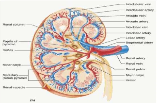 Gambar 1. Anatomi ginjal manusia (Moore & Agur, 2002) 