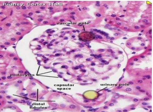 Gambar 2. Histologi ginjal normal manusia dengan pewarnaan Hematocylin Eosin perbesaran 400x  (Klaus, 2009)