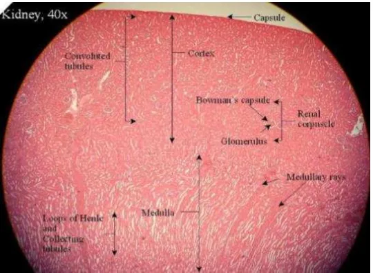 Gambar 3. Penampang histologi normal ginjal dengan pewarnaan Hematocylin Eosin perbesaran 100x (Eroschenko, 2009) 