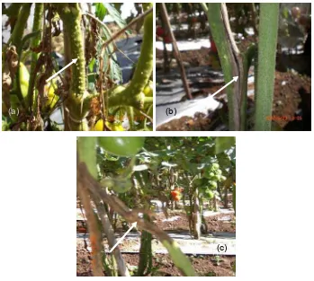 Gambar 1 Gejala penyakit kanker bakteri pada tanaman tomat (a) gejala awal berupa benjolan pada batang,  (b) batang berwarna keabu-abuan dan pecah (gejala lebih lanjut), (c) batang tanaman tomat yang terserang parah (batang berwarna coklat, mengering, dan mati) 