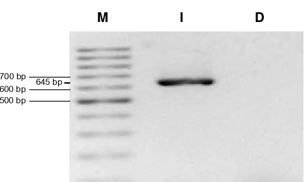 Gambar 3 Hasil PCR Clavibacter michiganensis subsp. michiganensis      (M=   Marker 100 bp ladder, I= Isolat Cmm, D= ddH2O)  