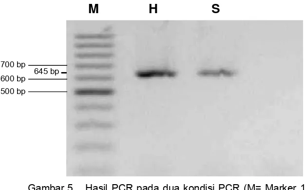 Gambar 5 Hasil PCR pada dua kondisi PCR (M= Marker 100 bp ladder, 