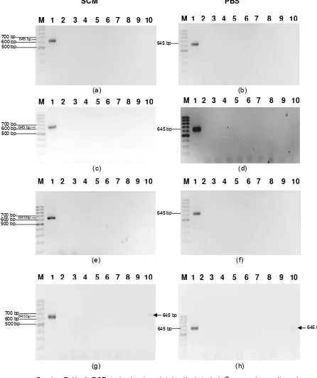 Gambar 7 Hasil PCR terhadap templat hasil ekstraksi Cmm pada media cair yang diinkubasikan selama: (a) SCM - 3 jam, (b) PBS - 3 jam,          (c) SCM - 6 jam, (d) PBS - 6 jam, (e) SCM - 12 jam, (f) PBS - 12 jam, (g) SCM - 24 jam, (h) PBS - 24 jam  (M= Marker 100 bp ladder,          1= Isolat Cmm, 2= ddH2O, 3 - 10= benih tomat yang diinokulasi buatan dengan Cmm pada konsentrasi berturut-turut dari 100-107               cfu/ml)    