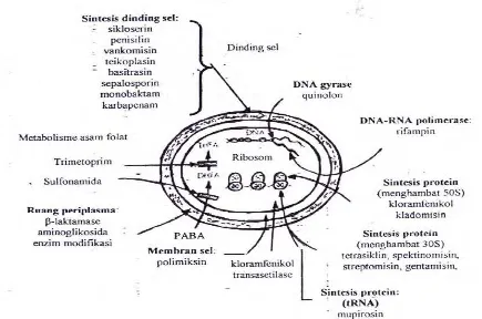 Gambar 7    Mekanisme kerja antibiotik pada sel bakteri (Williams et al. 1996)