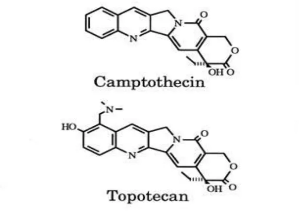 Gambar 8   Struktur inhibitor topoisomerase I (Brutlag 2000) 