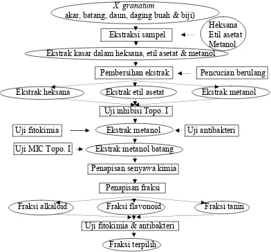 Gambar 9    Diagram alir keseluruhan tahapan penelitian penapisan antibakteri  dan inhibitor topoisomerase I dari X