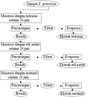 Gambar 10   Proses ekstraksi bahan aktif (Hostetman et al. 1997)