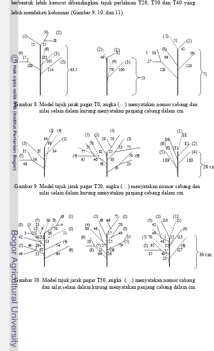 Gambar 8. Model tajuk jarak pagar T0, angka (…) menyatakan nomor cabang dan 