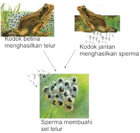 Gambar 4: Fertilisasi pada katak   http://temanbelajar.net84.net/pengayaan/ipa/perkembangbiakan-hewan/