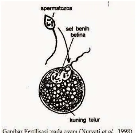 Gambar 6. Fertilisasi pada ayam (Sumber : Nuryati et al., 1998) 