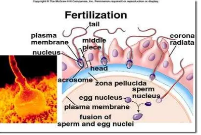 Gambar 1. Proses Fertilisasi (sumber: http://reproduksiumj.blogspot.co.id/2011/08/fertilisasi-proses-
