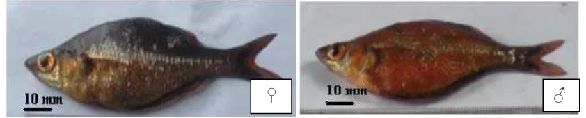 Gambar 1. Ikan Pelangi Merah ( Glossolepis incisus) 