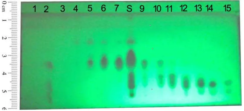 Gambar 1.  Kromatogram fraksinasi ekstrak etanol 96% buah P. retrofractum dengan fase gerak n-heksan:etil asetat (4:1), fase diam GF254, jarak pengembangan 5 cm, pendeteksi UV366