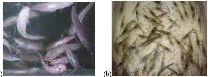 Gambar 2  Benih ikan lele (a) dan benih udang galah (b) 