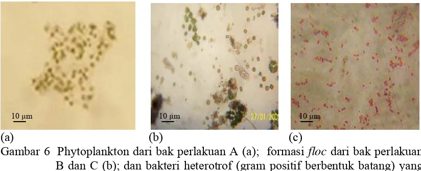 Gambar 6  Phytoplankton dari bak perlakuan A (a);  formasi floc dari bak perlakuan B dan C (b); dan bakteri heterotrof (gram positif berbentuk batang) yang diisolasi dari bak perlakuan B dan C (c) 